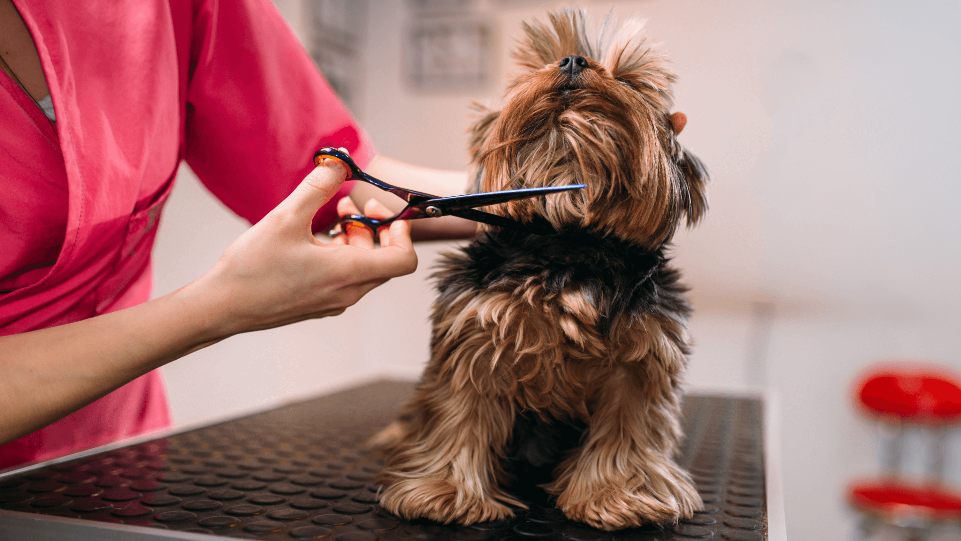 Pet Medical Grooming In Marlton, NJ County Line Veterinary